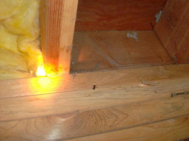 Carpenter Ants hiding under the insulation.