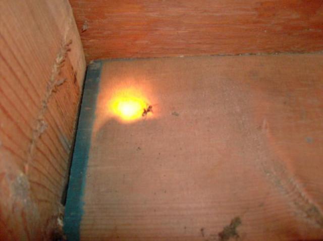 Carpenter Ants, under the insulation