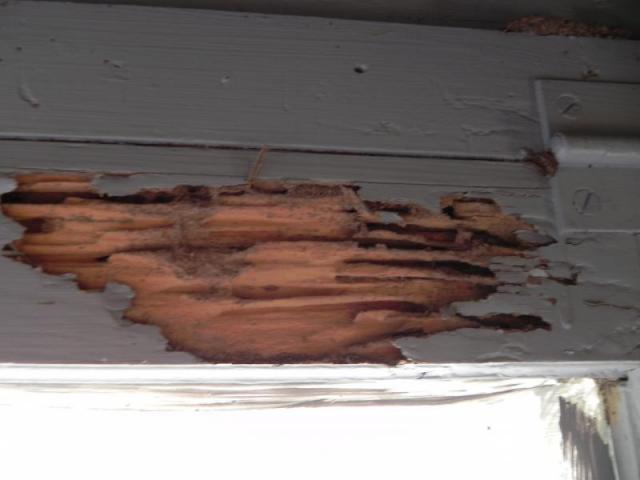 Termite Damage