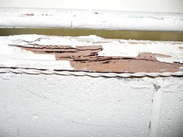 Termite Damage 